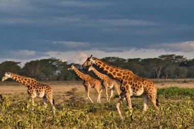 Tsavo Doğu 'da zürafalar, Tsavo Batı' da ve Kenya 'da Amboseli Ulusal Parkı' nda 