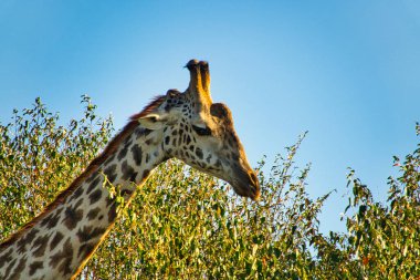 Tsavo Doğu 'da zürafalar, Tsavo Batı' da ve Kenya 'da Amboseli Ulusal Parkı' nda 