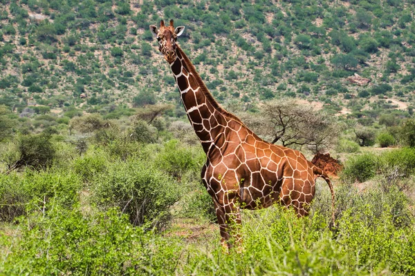 Jirafas Este Tsavo Oeste Tsavo Parque Nacional Amboseli Kenia — Foto de Stock