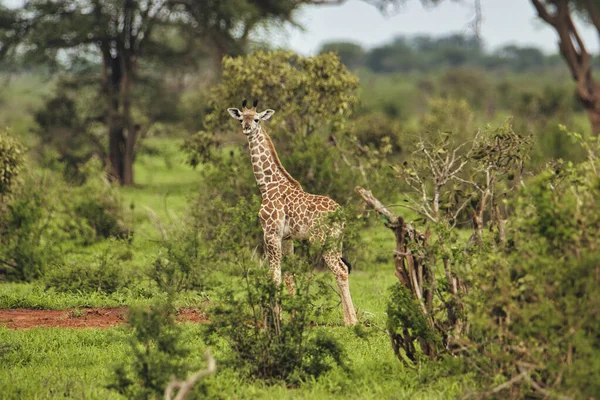 Giraffes Tsavo East Tsavo West Amboseli National Park Kenya — Stock Photo, Image