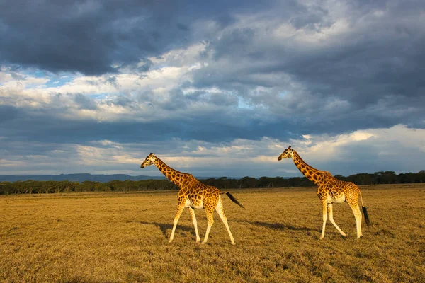 Girafas Leste Tsavo Oeste Tsavo Parque Nacional Amboseli Quênia — Fotografia de Stock