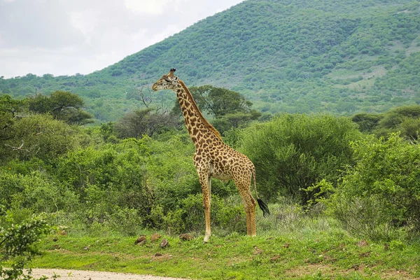 Jirafas Este Tsavo Oeste Tsavo Parque Nacional Amboseli Kenia — Foto de Stock