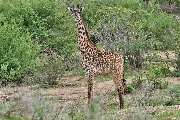 Zsiráfok Tsavo Keleten Tsavo Nyugaton Amboseli Nemzeti Parkban Kenyában — Stock Fotó