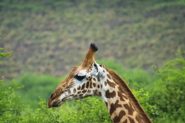 Giraffen Het Tsavo Oosten Tsavo West Amboseli Nationaal Park Kenia — Stockfoto