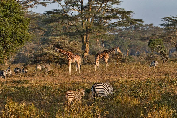 Giraffer Tsavo East Tsavo West Och Amboseli National Park Kenya — Stockfoto