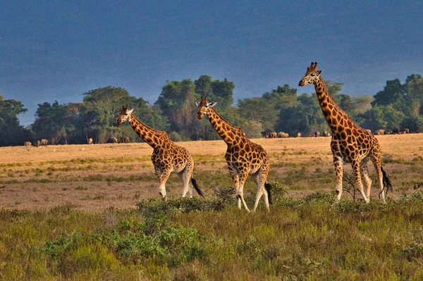 Girafas Leste Tsavo Oeste Tsavo Parque Nacional Amboseli Quênia — Fotografia de Stock