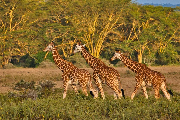 Żyrafy Tsavo East Tsavo West Amboseli National Park Kenii — Zdjęcie stockowe