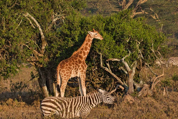 Giraffer Tsavo East Tsavo West Och Amboseli National Park Kenya — Stockfoto