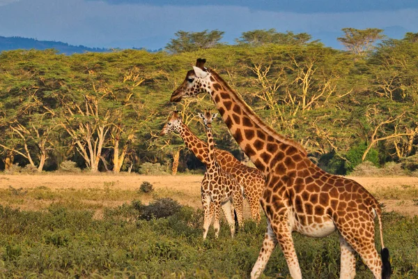 Girafes Dans Tsavo East Tsavo West Parc National Amboseli Kenya — Photo