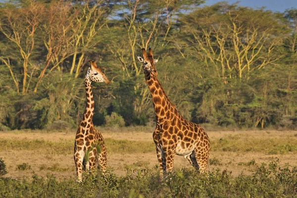 Zsiráfok Tsavo Keleten Tsavo Nyugaton Amboseli Nemzeti Parkban Kenyában — Stock Fotó