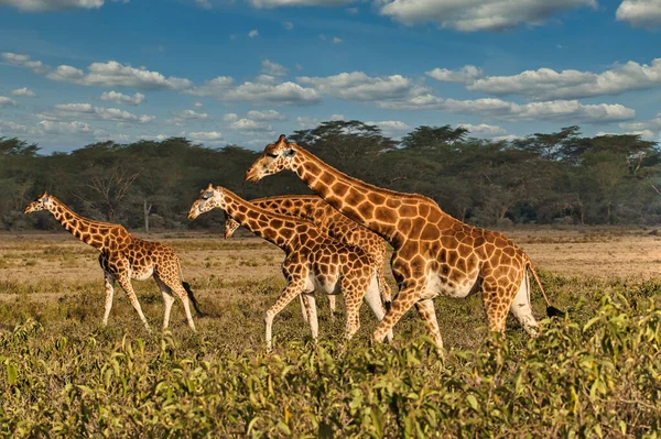 Giraffe Tsavo Est Tsavo Ovest Parco Nazionale Amboseli Kenya — Foto Stock