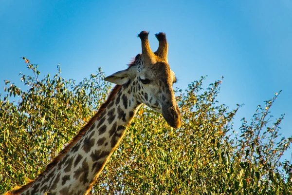 Tsavo Doğu Zürafalar Tsavo Batı Kenya Amboseli Ulusal Parkı Nda — Stok fotoğraf