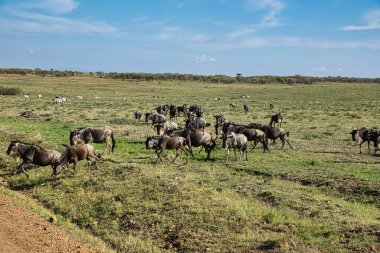 Doğu Tsavo 'da Gnu, Batı Tsavo ve Kenya' da Amboseli Milli Parkı