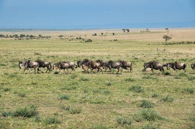Doğu Tsavo 'da Gnu, Batı Tsavo ve Kenya' da Amboseli Milli Parkı