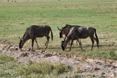 Doğu Tsavo 'da Gnu, Batı Tsavo ve Kenya' da Amboseli Milli Parkı