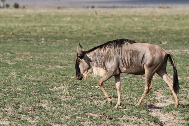 Doğu Tsavo 'da Gnu, Batı Tsavo ve Kenya' da Amboseli Milli Parkı