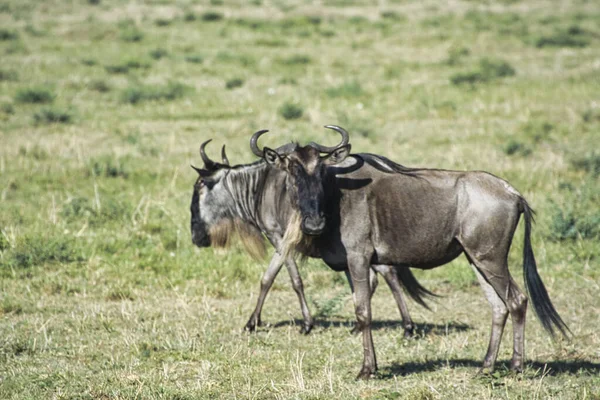 Гну Сході Тсаво Заході Тсаво Національному Парку Амбоселі Кенії — стокове фото