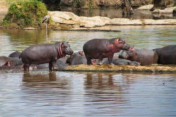 Ιπποπόταμοι Στο Νερό Του Εθνικού Πάρκου Αμπόσελης Στην Κένυα — Φωτογραφία Αρχείου