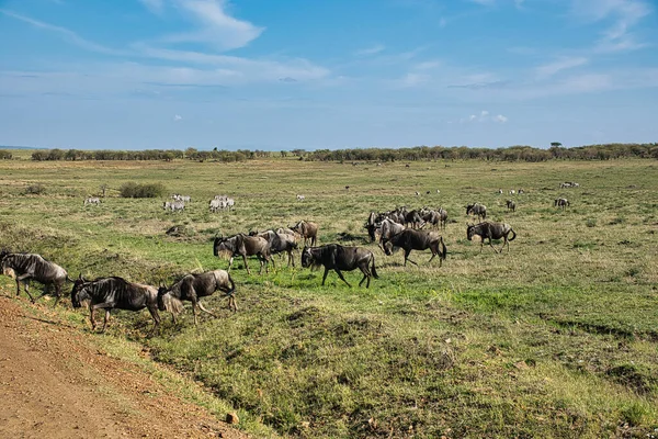 Kenya 'daki Amboseli Milli Parkı' nda sudaki su aygırları