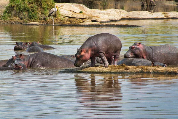 Hippos Water Amboseli National Park Kenya — Stock Photo, Image