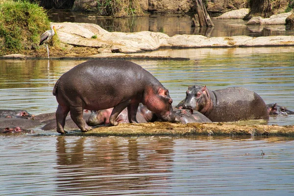 Hippos Water Amboseli National Park Kenya — Stock Photo, Image