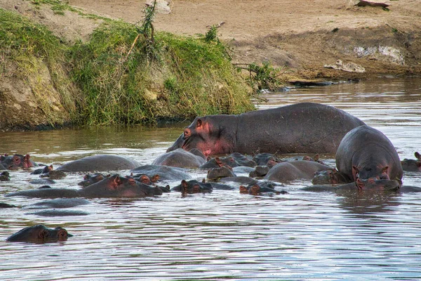 Ιπποπόταμοι Στο Νερό Του Εθνικού Πάρκου Αμπόσελης Στην Κένυα — Φωτογραφία Αρχείου