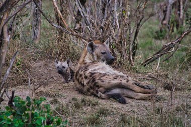 Ulusal Park 'taki sırtlanlar Tsavo East, Tsavo West ve Kenya' daki Amboseli