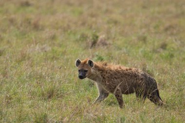 Ulusal Park 'taki sırtlanlar Tsavo East, Tsavo West ve Kenya' daki Amboseli
