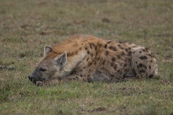 肯尼亚Tsavo East Tsavo West和Amboseli国家公园的Hyenas — 图库照片