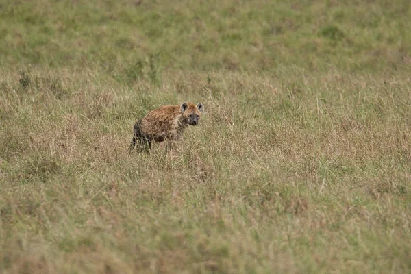 Hienas Parque Nacional Tsavo Este Tsavo Oeste Amboseli Kenia — Foto de Stock