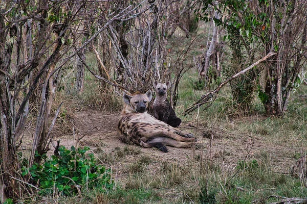 Hyenas National Park Tsavo East Tsavo West Amboseli Kenya — Φωτογραφία Αρχείου