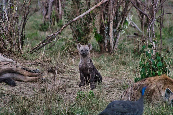 Гиены Национальном Парке Tsavo East Tsavo West Amboseli Кении — стоковое фото