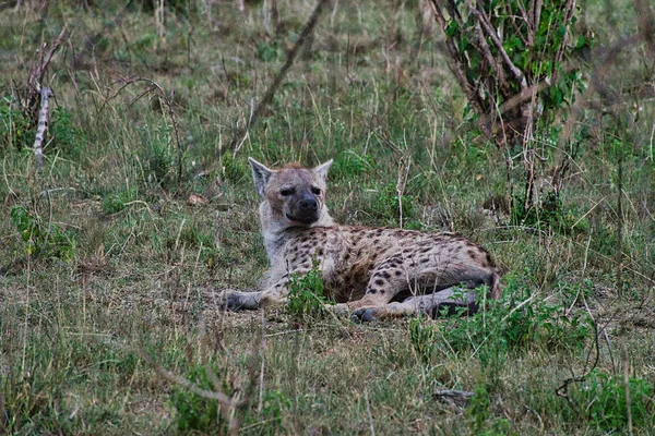 Гиены Национальном Парке Tsavo East Tsavo West Amboseli Кении — стоковое фото