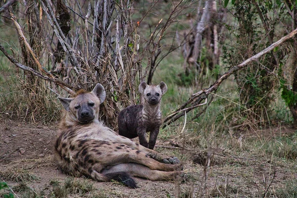 Гиены Национальном Парке Tsavo East Tsavo West Amboseli Кении — стоковое фото