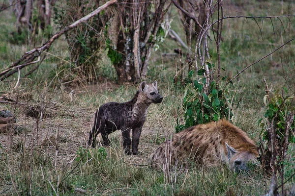 Hyenas National Park Tsavo East Tsavo West Amboseli Kenya — Φωτογραφία Αρχείου