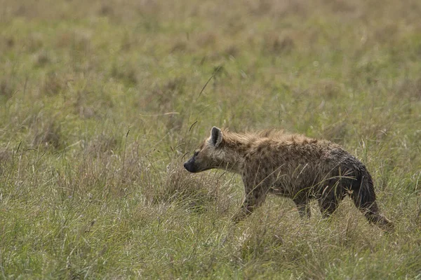 Hyènes Dans Parc National Tsavo East Tsavo West Amboseli Kenya — Photo