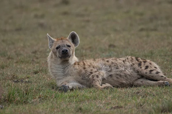 Hienas Parque Nacional Tsavo Este Tsavo Oeste Amboseli Kenia — Foto de Stock
