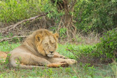 Tsavo Doğu ve Tsavo Batı Ulusal Parkı 'ndaki Aslanlar
