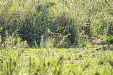 Tsavo Doğu ve Tsavo Batı Ulusal Parkı 'ndaki Aslanlar