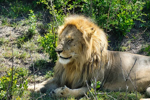 Leões Tsavo East Tsavo West National Park — Fotografia de Stock