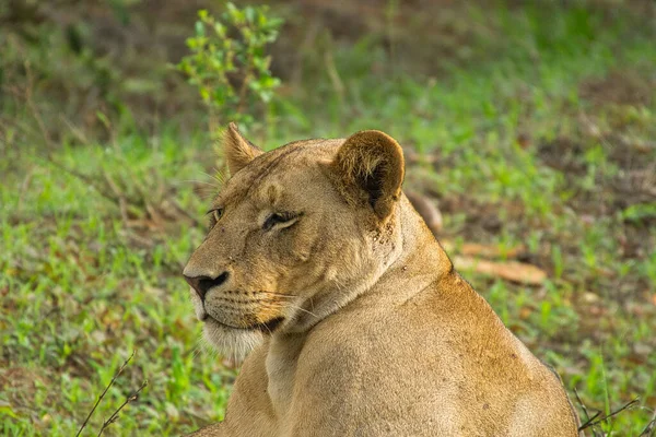 沙沃东部和沙沃西部国家公园的狮子 — 图库照片
