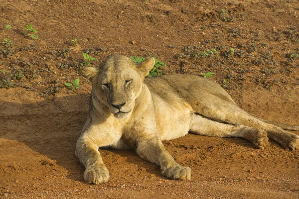 Leones Tsavo Este Parque Nacional Tsavo Oeste —  Fotos de Stock