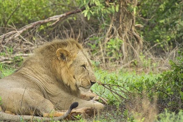 沙沃东部和沙沃西部国家公园的狮子 — 图库照片