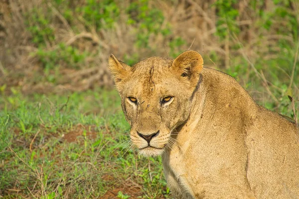 Lions Dans Parc National Tsavo East Tsavo West — Photo