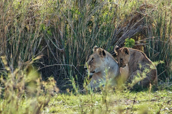 Λιοντάρια Στο Ανατολικό Τσάβο Και Στο Δυτικό Εθνικό Πάρκο Τσάβο — Φωτογραφία Αρχείου