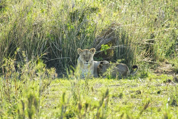 Lions Tsavo East Tsavo West National Park — Stock Photo, Image