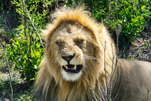 Tsavo EastとTsavo West国立公園のライオンズ — ストック写真