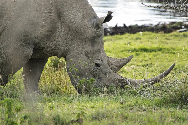 Rhinoceros Savannah Safari Kenya — Photo