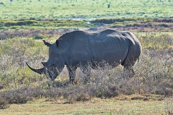 Rhinoceros Savannah Safari Kenya — Photo