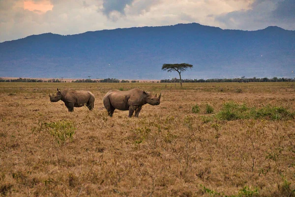 Rhinoceros Savannah Safari Kenya — Φωτογραφία Αρχείου